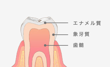 エナメル質、象牙質、歯髄